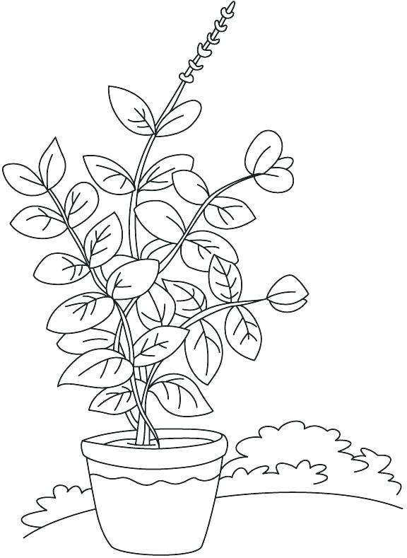 576x789 Plant Life Cycle Coloring Page Coloring Page Crocus Life Cycle