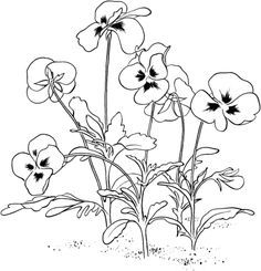 236x245 Saffron Crocus Coloring Page Painting Saffron
