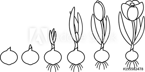500x248 Coloring Page Crocus Life Cycle Stages Of Growth From Planting
