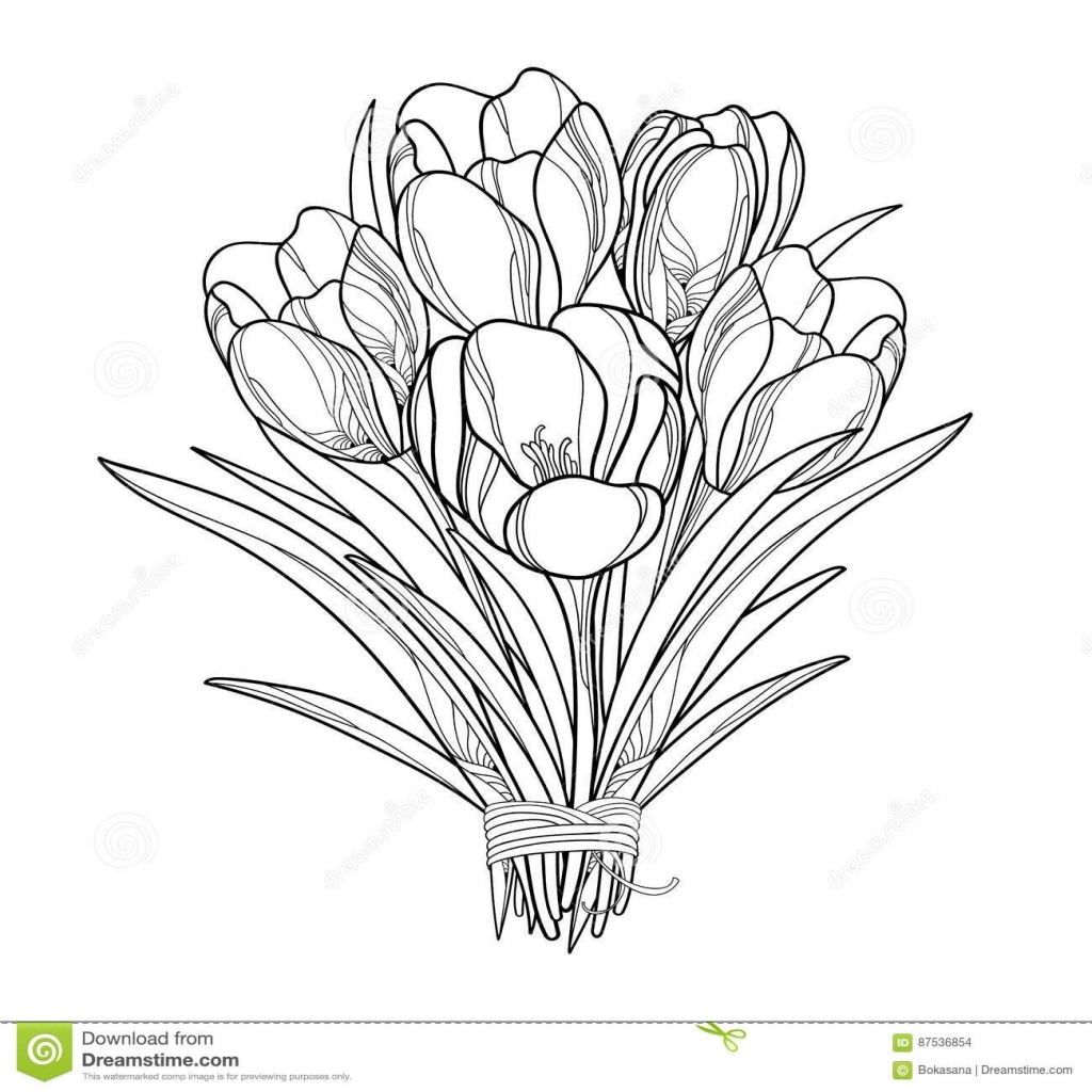 1024x1024 The Most Good Crocus Coloring