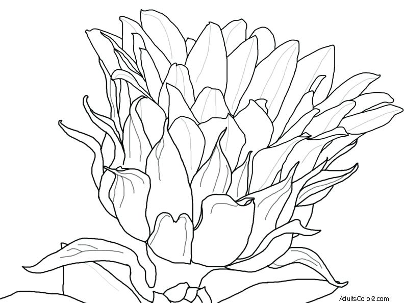 792x594 Blossom Crocus Flower Coloring Page