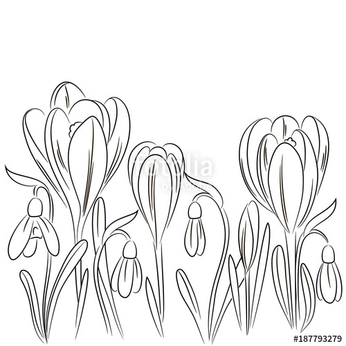 500x500 Vector Color Crocus Snowdrop Border Stock Image And Royalty Free