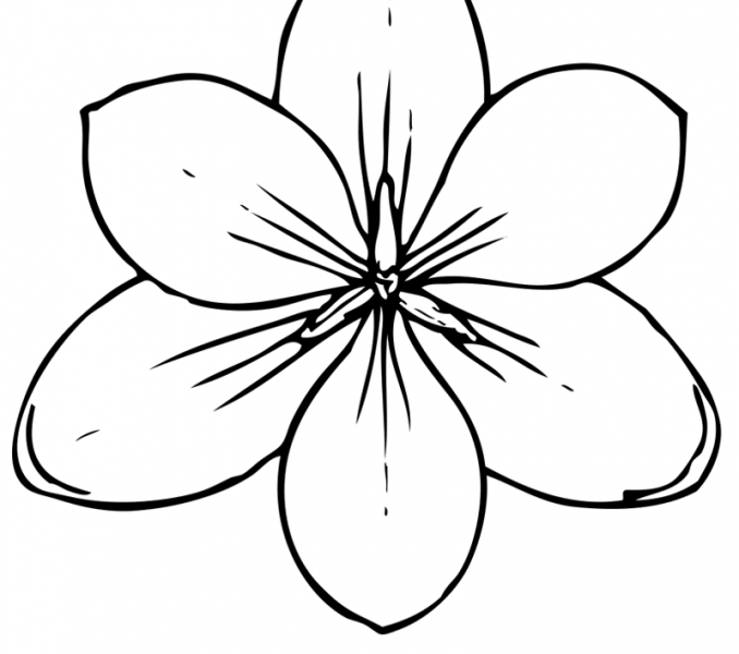 678x600 Crocus Coloring Page