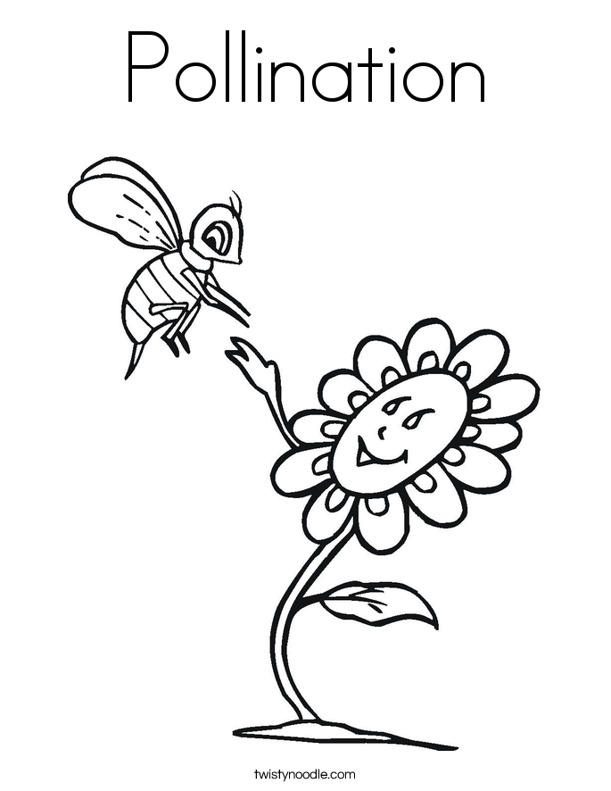 685x886 Crocus Coloring Page