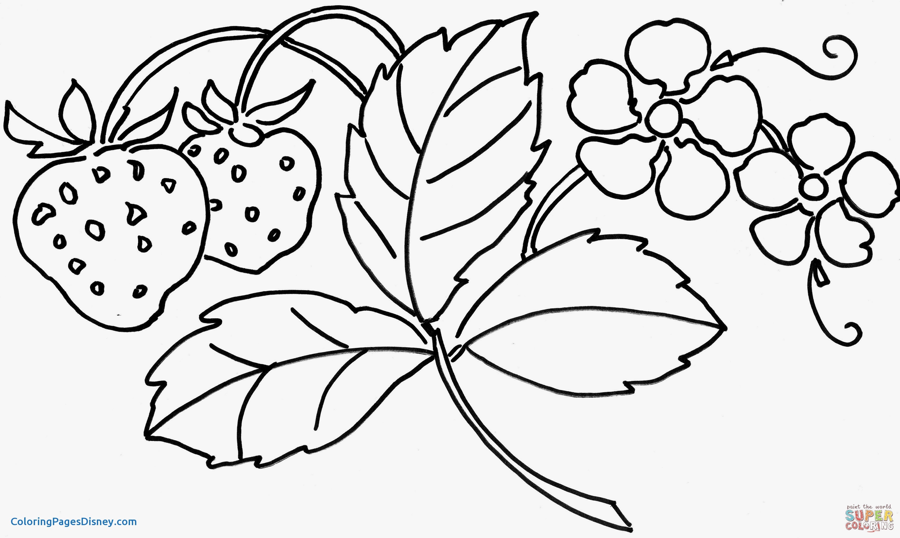 3420x2045 Crocus Coloring Pages Lovely Fresh Free Flower Coloring Pages