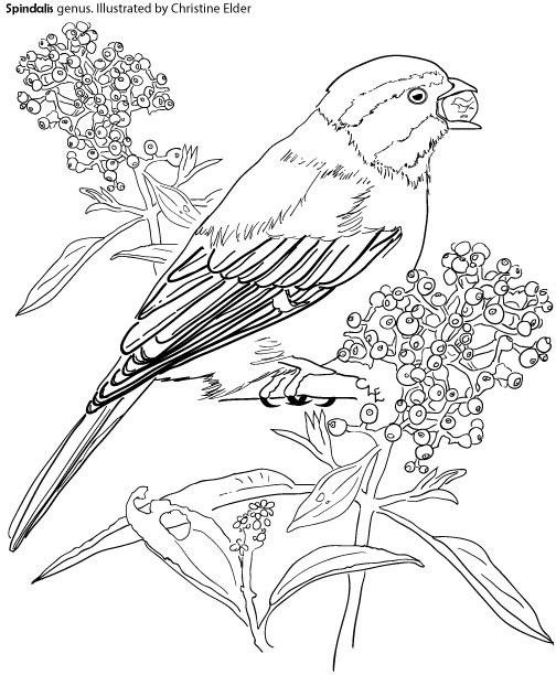 504x612 Caribbean Birds Coloring Book