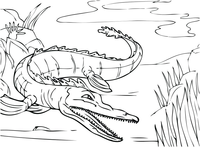 827x609 Alligator Coloring Pages Cute Baby Alligator Coloring Pages Page