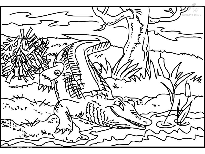 800x600 Brilliant Cute Alligator Coloring Pages Indicates Luxurious