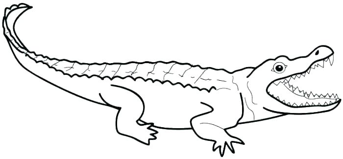 700x325 Crocodile Coloring Pages Crocodile Color Pages Alligator Color