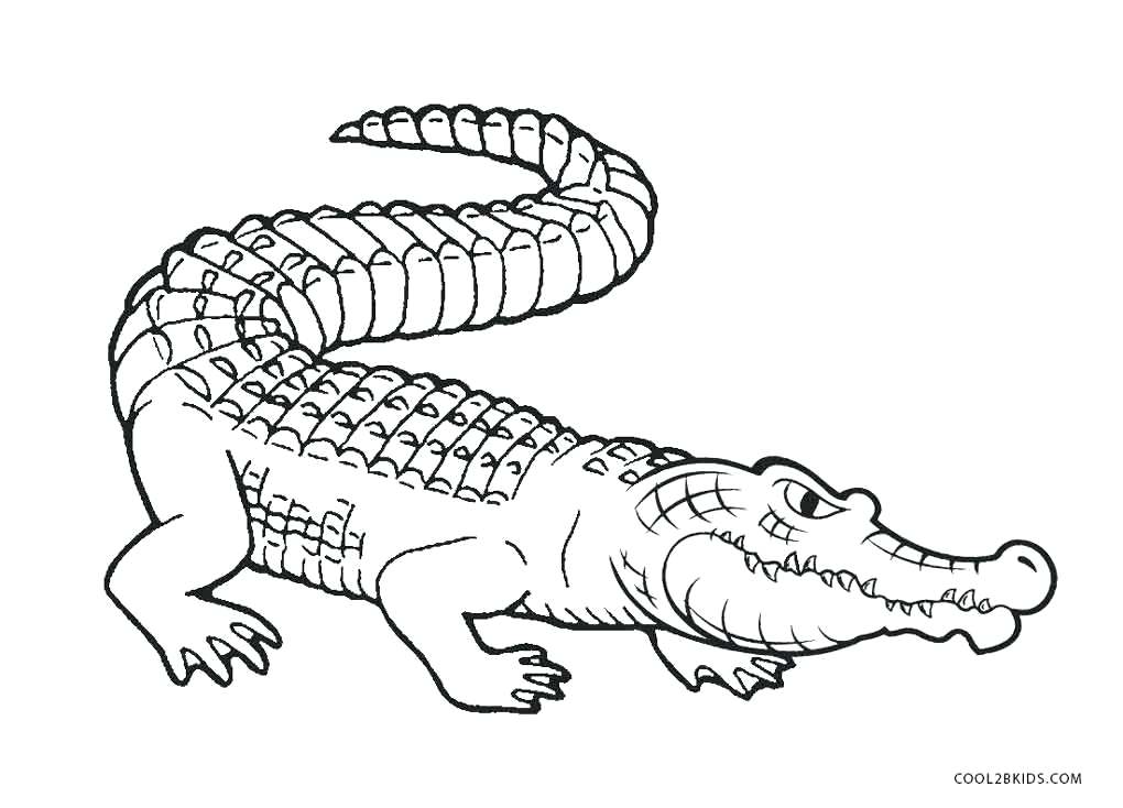 1020x734 Free Printable Alligator Coloring Pages For Kids Alligator