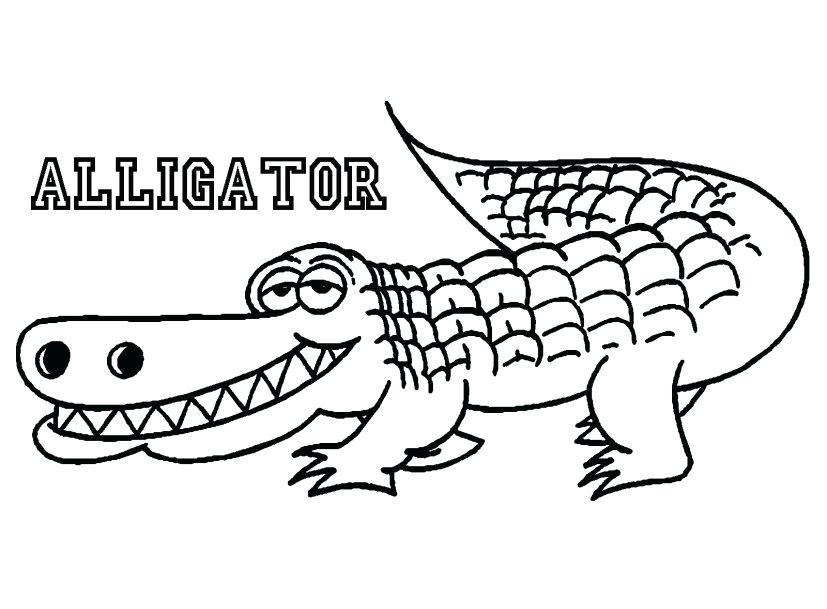 827x609 Insider Alligator Color Page Alligators Coloring Free Pages