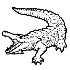 230x230 Top Free Printable Alligator Coloring Pages Online
