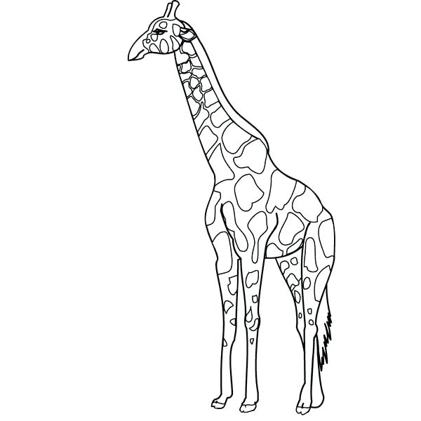 Cute Baby Giraffe Coloring Pages at GetDrawings | Free download