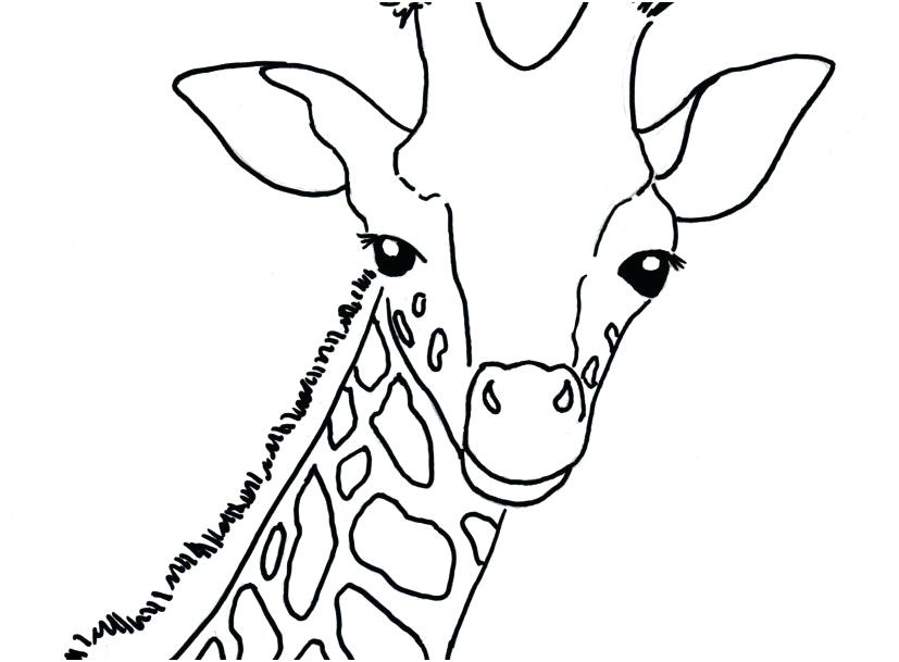 827x609 Giraffes Coloring Pages Cute Baby Giraffe Coloring Pages Together