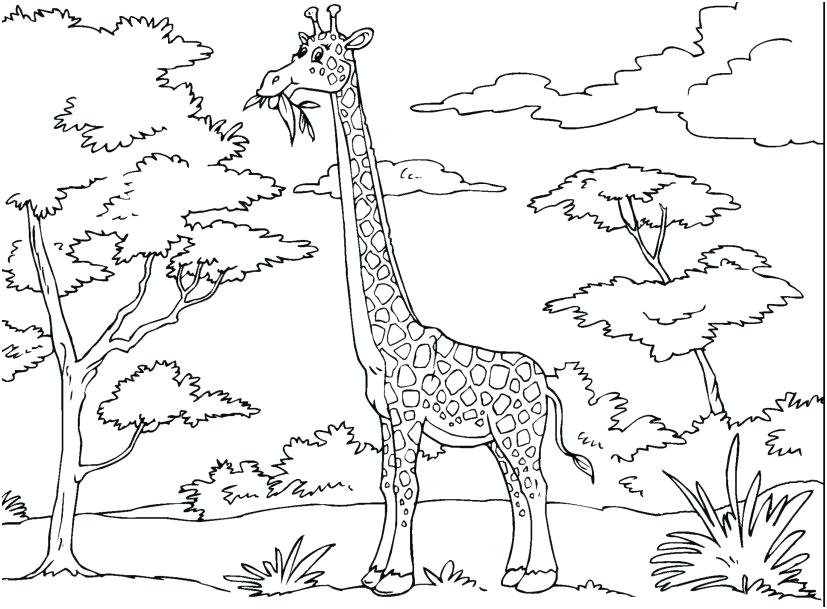 827x609 Baby Giraffe Coloring Pages