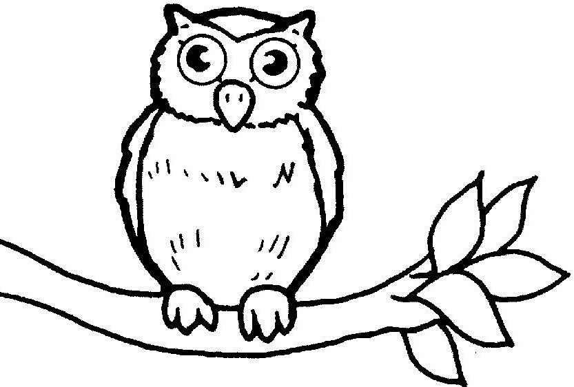 833x562 Cute Baby Owl Owls Baby Owl, Kids Net And Owl