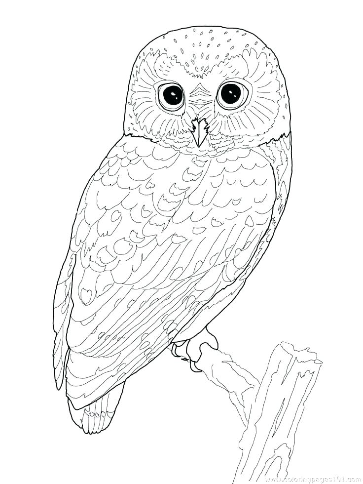 736x980 Cute Owl Coloring Page Printable Owl Coloring Pages Cute Baby Owl
