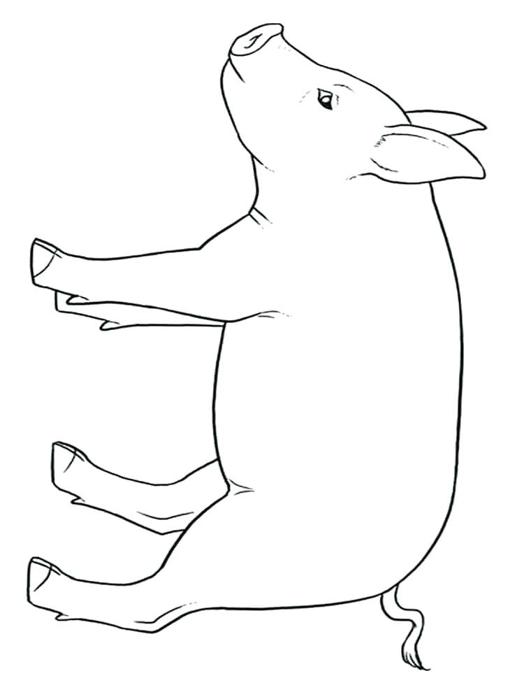 750x1000 Coloring Pages Pigs Cute Pig Coloring Pages Baby Pig Coloring