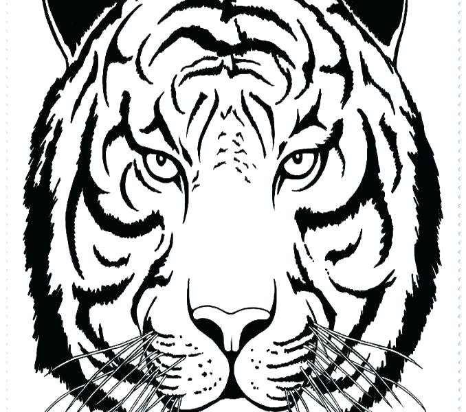 678x600 Baby Tiger Coloring Pages Tigers Coloring Pages New Copy Curious