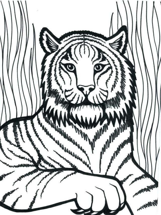 640x853 Best Tiger Coloring Page Wallpapers And Best Tiger Coloring Page