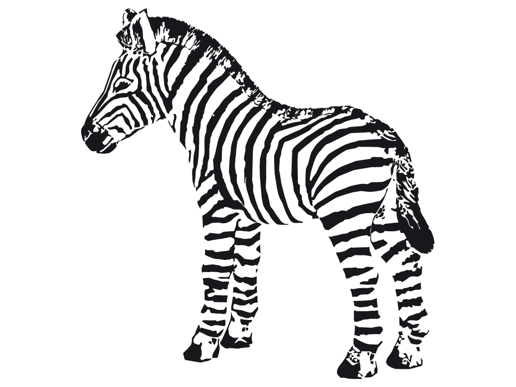 1024x768 Baby Zebra Coloring Pages