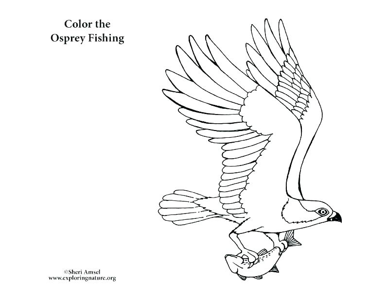 792x612 Coloring Pages Of Birds Cute Bird Coloring Pages Owl Coloring Free
