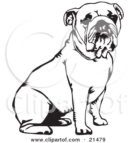 450x470 English Bulldog Clipart Super Cute