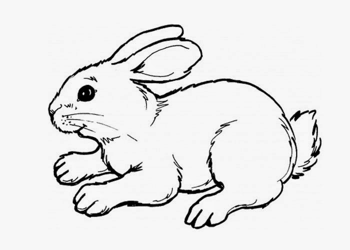 700x500 Bunny Winter Animal Coloring Page Coloring