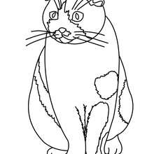220x220 Cute Cat Coloring Pages