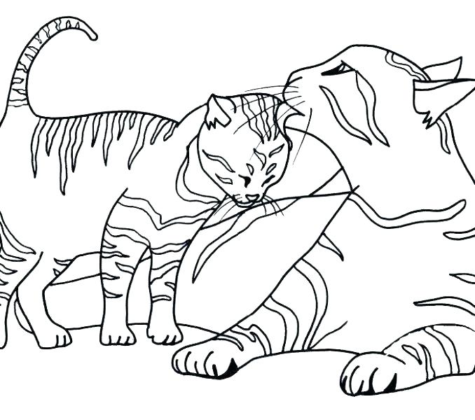 678x600 Best Coloring Pages Images On Coloring Books Baby Cat Coloring