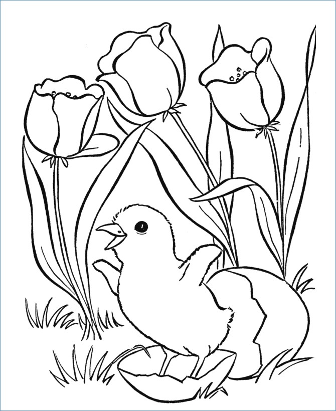 670x820 Cute Little Chick And Flower Spring Animal Coloring Pages
