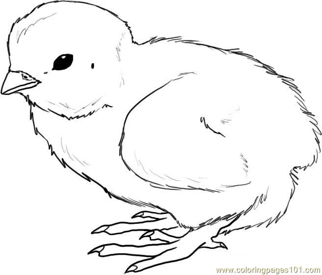 656x559 Top Chick Coloring Pages