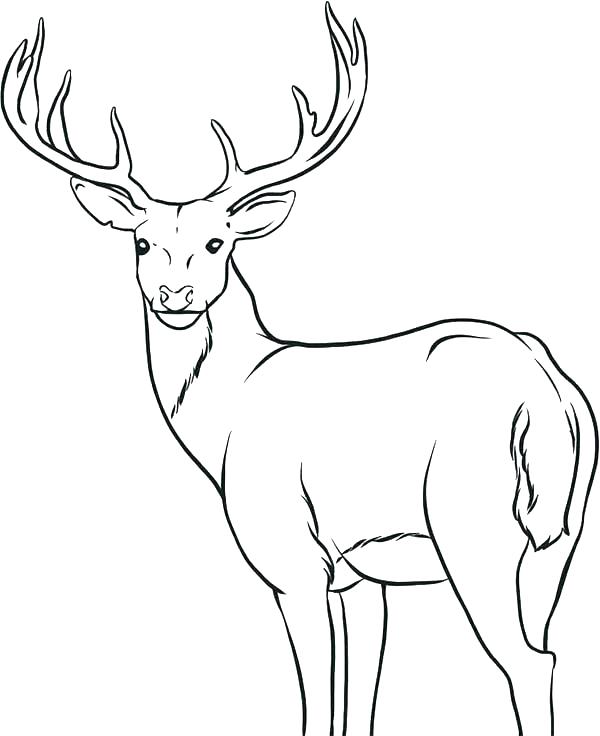 600x736 Coloring Pages Of Deer Deer Coloring Picture Cartoon Cute Deer