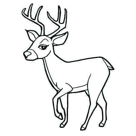 450x450 Baby Deer Coloring Pages Deepart