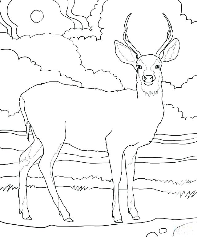 640x768 Baby Deer Coloring Pages