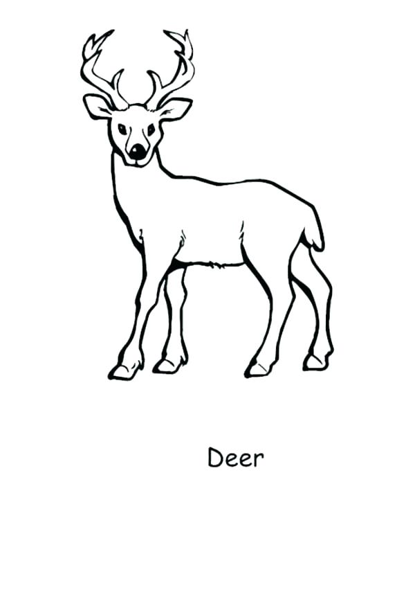 600x852 Baby Deer Coloring Pages