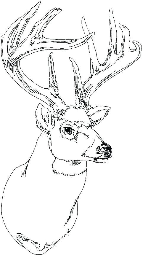 500x860 Baby Deer Coloring Pages Cute Baby R Coloring Pages Whitetail