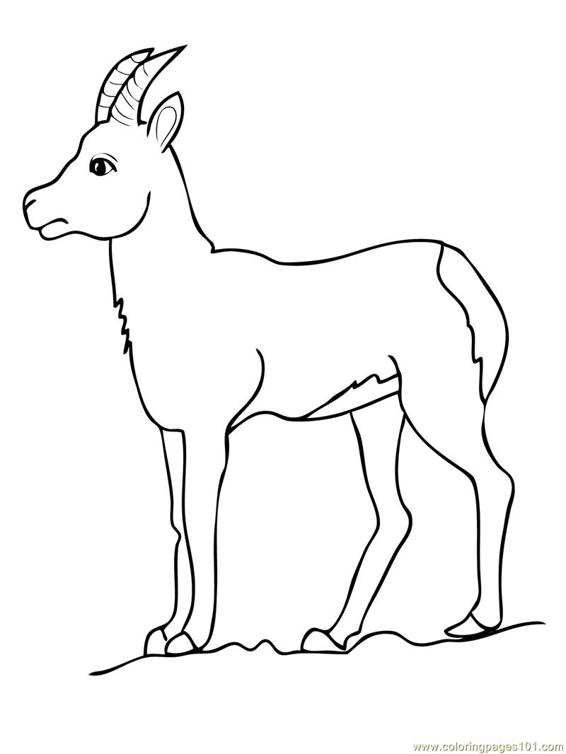 800x1066 Cute Goat Coloring Sheets For Kids Pages