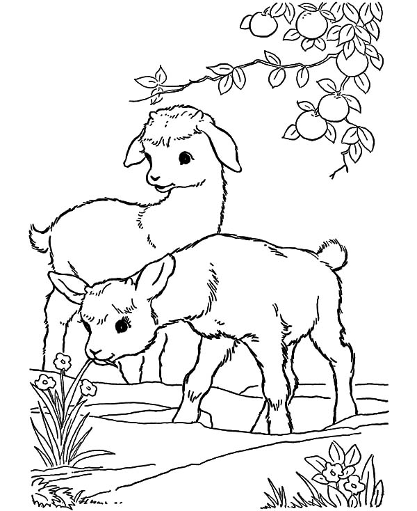 600x734 Free Printable Coloring Pages