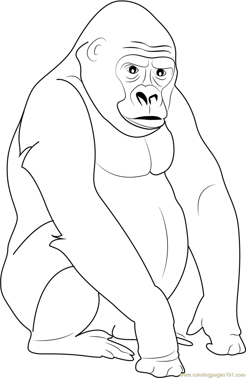 800x1229 Gorilla Coloring Pages Fresh Cute Gorilla Coloring Pages Coloring