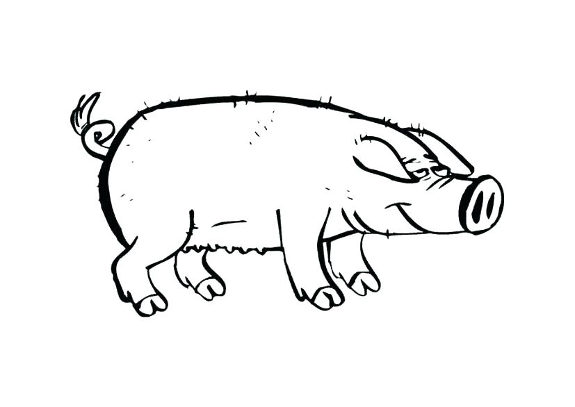 827x586 Pig Coloring Pages Pig Coloring Cute Pig Coloring Pages Free Pig