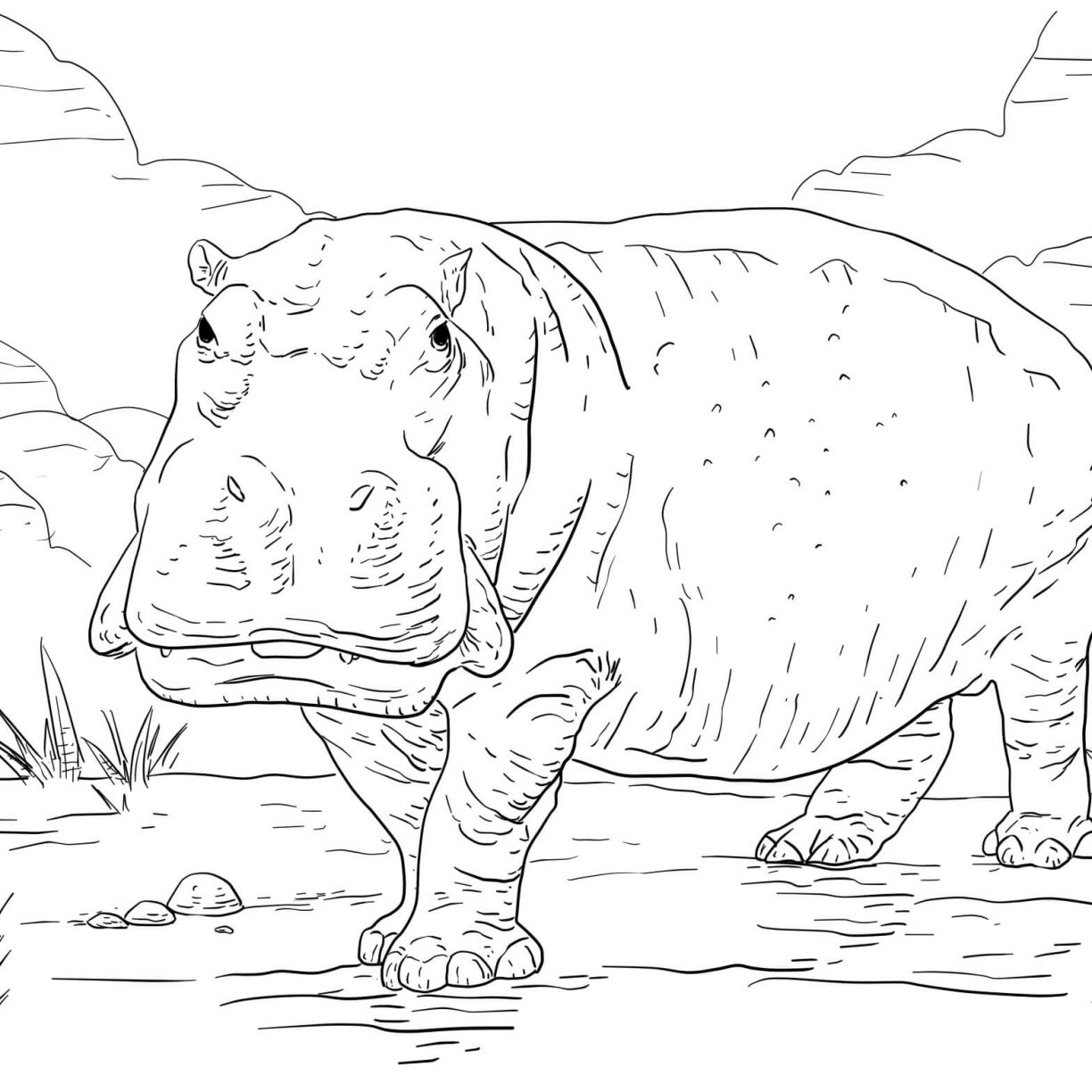 1224x1224 Hippo Coloring Pages Rare Gloria Theopotamus Page For Kids Pygmy
