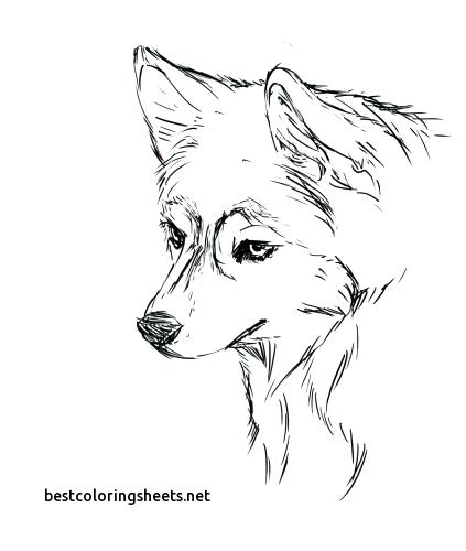 423x500 Uconn Husky Coloring Page Puppies Pages