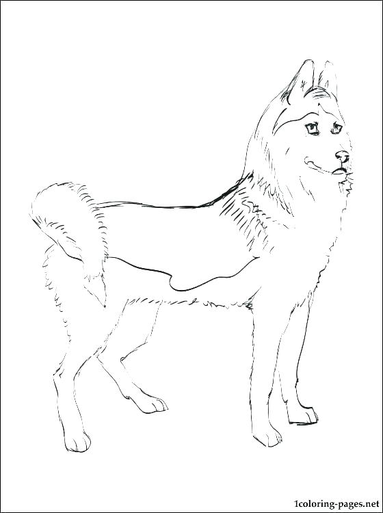 560x750 Husky Coloring Page Husky Playing With Ball Printable Coloring