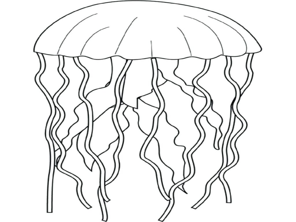 1024x768 Coloring Pages Jellyfish Coloring Page Size Shark Wildlife Pages