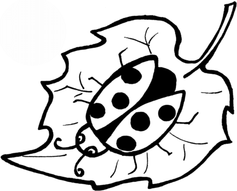 480x387 Ladybug Coloring Pages