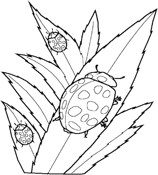 670x742 Amazing Terrific Cute Ladybug Coloring Pages Print Flying Squirrel