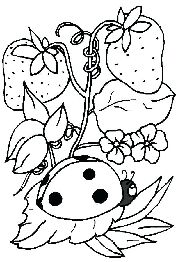 612x900 Ladybug Coloring Pages Usedauto Club