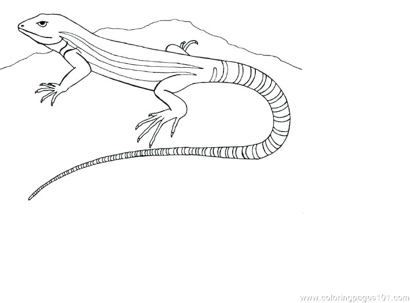 800x590 Horned Lizard Coloring Page Coloring Home Horned Lizard Coloring
