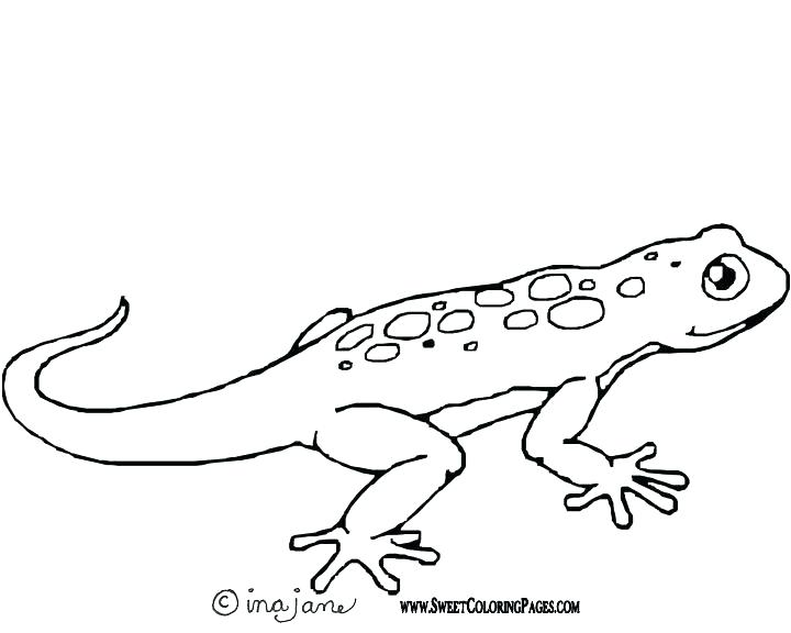 720x576 Lizard Coloring Page Lizard Coloring Page Lizard G Pages Print